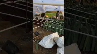 Vietnam style Dragon fruit Poly house #dragonfruit #dragonfruitfarming #vietnam #farming #pitaya