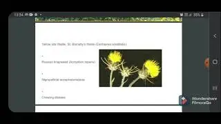 Yellow star thistle poisoning