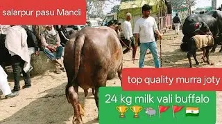 Salarpur pasu Mandi only dud vali buffalo top quality saste murra bauffow sall sall 