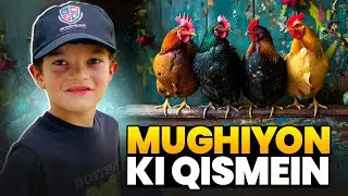Murghiyon Ki Qisamain | Desi, Farm & Breeder Hens | Baheej Ali Shah