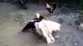 Black n white duck fight ~:-)