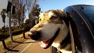 Dogs In Cars: California