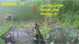 Paser Ikan Nila | Full Ikan Nila Jumbo sebelum musim Ikan Kakap tiba