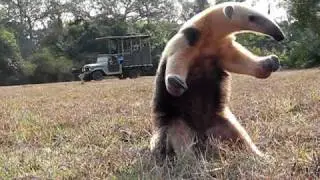 Southern Tamandua