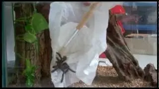 Arboreal Tarantula Set Up and Unpacking -- An Avicularia sp. (Guyana Pink Toe)