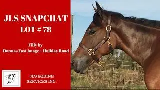 JLS SNAPCHAT  LOT #78  London Selected Yearling Sale (Standardbred Canada)