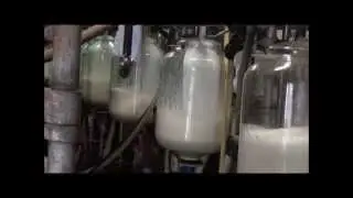 About The Little Milk Company