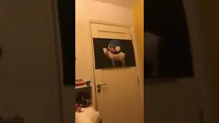 Kosovo goat ksokvo guat