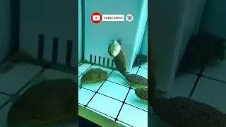 Puffer Fish vs Piranha 🐟 vs 🐟 #shorts