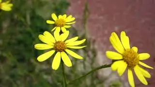 Narrow-leaved Ragwort (Senecio Inaequidens) - 2012-08-21