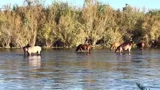 The Wild Horses of The Lower Salt River