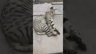 #cutecat #catlover #cutecat #kitten #kittycat #kitty #kittensofshort #funnyshorts
