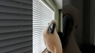 Lets do the Window Dance!