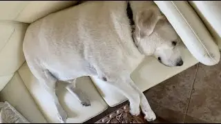 Loud Snoring Dog