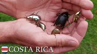Chrysina gold scarabs, silver scarabs, jewel scarabs 🇨🇷 Costa Rica