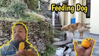 Feeding Dog 🐕 || Shimla || Himachal Pradesh 🔥 #shimla #dailyvlog #feedingdogs 