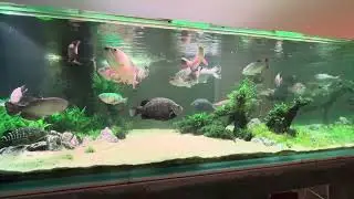 Large Australian native fish tank
