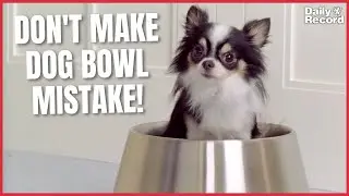 Dog bowl cleaning mistake putting owners and pets at serious health risk