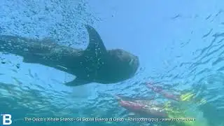 Whale Shark - Squalo Balena - Rhincodon typus - www.intotheblue.it - www.intotheblue.link