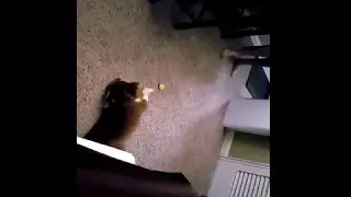 Australian Shepherd Has Argument With Lemon Slice