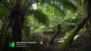 Lady Binney Reserve, Big Tree Walk, Tasmania | Big Tree State