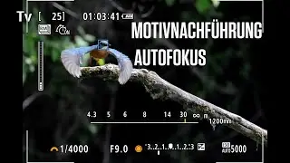 Canon Academy Quick-Tipp: Motivnachf&uuml;hrung Autofokus