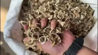 SAI HERBS Moringa Seeds (Moringa oleifera) | Natural Herb for Detox & Immunity | Call +91-9877296488