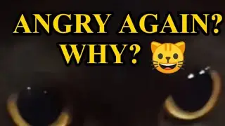 SHE'S ANGRY ON ME | FUNNY BLACK CAT | 😂 | WHY YOU LOOKING ME LIKE THAT? 😺 #Short