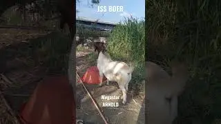 JSS BOER GOAT FARM AURANGABAD 8888022567,9325999232