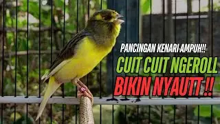 SUARA Kenari GACOR PANJANG Pancingan & masteran Kenari Paud AGAR gacor AMPUH Kenari MACET bunyii