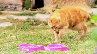 What we do at The Mayhew Animal Home in London