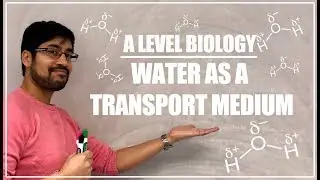 Biologia na poziomie A: Woda jako medium transportowe