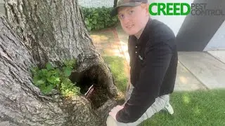 What We Find During a Real Pest Control Inspection in Ames, Iowa | Creed Pest Control