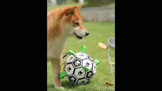 Customized Dog Toys Balls, Dog Soccer Ball
