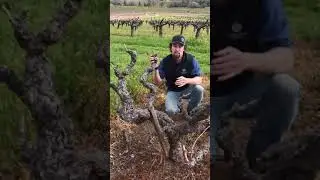 In the Vineyard with Spencer Jones - Old Vine Zinfandel