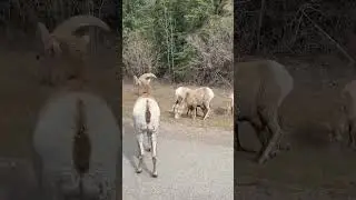 What!?? No way not on the #105 #animals #explore #outdoors #hunt