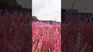 The fairytale flower fields you have to see to believe🩷 #flowerfields #ukcountryside #ukhills