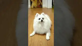 Nico:Where did mom go? #funny #nico #funnyanimal #dog #funnypuppy