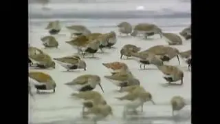 Children's Film Riffs Episode XVIII: Amazing Alaska Animals part 1