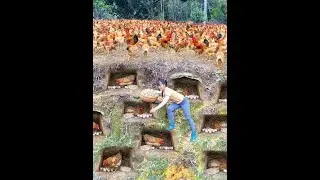 Unbelievable Natural Chicken Farm! Harvesting Thousands of Eggs ✔️ Real Organic Farming in USA Style