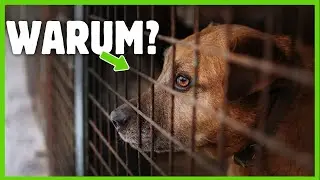 ⛔️ Tierschutzhund adoptieren: Was du VORHER wissen musst!
