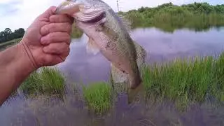 Bass Fishing With New Ugly Stik GX2 Medium Action  (Gator Hooked)