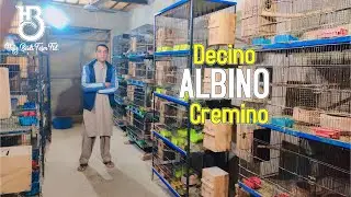 Low Budget || Love Birds Breeding Setup || By M.Asif || Birds farming from home
