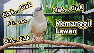 Pancingan Cigun Bahan Agar Bunyi Langsung Ngebren Paling Ampuh
