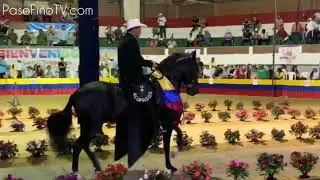 Ponderosa Espect&aacute;culo De Chapala, GC Paso Fino Exposici&oacute;n Equina La Mesa