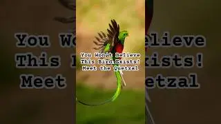 You Won&rsquo;t Believe This Bird Exists! Meet the Quetzal #shorts#Quetzal #BirdsOfTheWorl#RainforestBirds