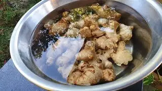 How to grow ginger in the home garden?
