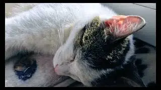Calm Paws: Piano Music & Sleeping Cats for Deep Relaxation and Sleep || 1 hour