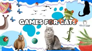 The 5 Minute Cat TV Hack For Busy Pet Owners