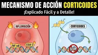 ​💊 CORTICOIDES: Mecanismo de Acci&oacute;n Explicado F&Aacute;CIL (Paso a paso) 🧬